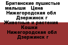 Британские пушистые малыши › Цена ­ 2 000 - Нижегородская обл., Дзержинск г. Животные и растения » Кошки   . Нижегородская обл.,Дзержинск г.